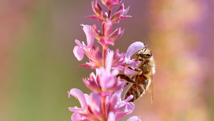 Macro of a bee flying to a purple sage flower