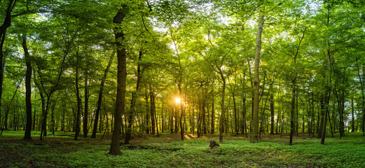 Beautiful Sunrise In Sunny Spring Forest. Sunlight Sunbeams Through Woods In Forest Landscape. Panorama Panoramic View