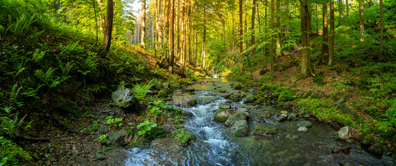 Beautiful Sunrise In Sunny Spring Forest with Stream . Sunlight Sunbeams Through Woods In Forest Landscape. Panorama Panoramic View