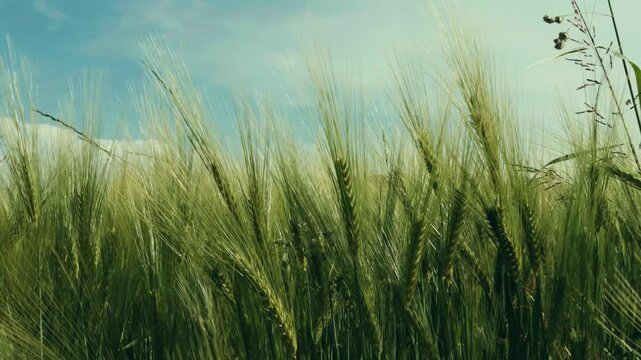 Ein weites Feld bewegt sich sanft im Wind. Die Halme wiegen sich rhythmisch unter dem blauen Himmel &ndash; eine friedliche, nat&uuml;rliche Szene voller Ruhe, Weite und l&auml;ndlicher Atmosph&auml;re.