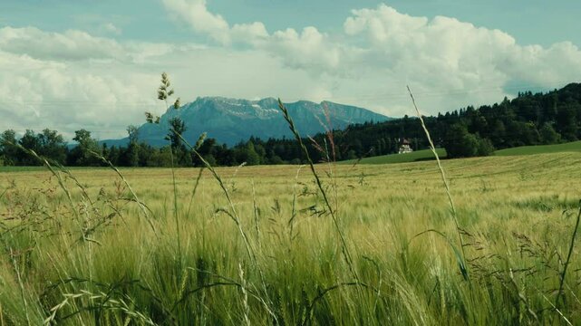 Weite Wiese mit gr&uuml;nen B&auml;umen unter einem strahlend blauen Himmel, durchzogen von wei&szlig;en Wolken. Eine friedliche Naturszene voller Ruhe, Frische und sommerlicher Leichtigkeit.
