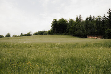 Lush green forest background near Vistula River dam – old Polish woodland