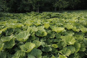 Large leaves and wild plants in old forest meadow – lush natural vegetation