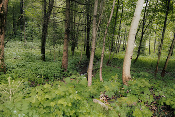 Obraz premium Lush green forest background near Vistula River dam – old Polish woodland
