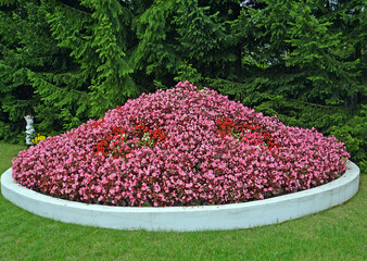 Begonia is eternally blooming (Begonia semperflorens Link & Otto). Flowerbed in the park