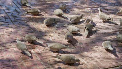 Obraz premium Flock of doves feeding on a sunny brick paved outdoor area, showcasing natural animal behavior and highlighting the peaceful vibrant environment.