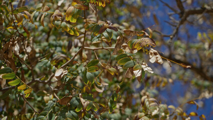 Dense foliage with yellow and brown hues under clear sky in sunny outdoor setting in torrevieja, spain