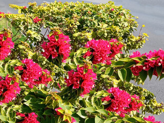 Beautiful flowers. Sharjah, United Arab Emirates.