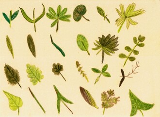 24 Hand-Drawn Leaf Shapes - Botanical Illustration - Colored Pencil - Cream Background