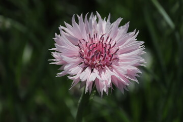 Obraz premium 日本の春の庭に咲くヤグルマギクのピンク色の花