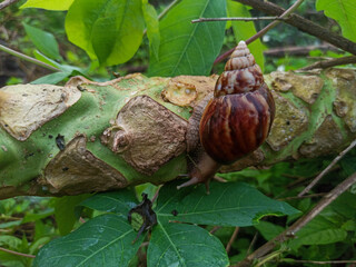 A large land snail crawls on the stem of a green plant, against a backdrop of lush, moist foliage.
