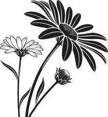 black and white daisy flowers