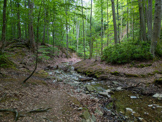 Obraz premium Deep forest in Strandzha Nature Park, Bulgaria. A serene ravine with a small rocky stream, surrounded by tall deciduous trees and fallen leaves. Peaceful, untouched wilderness in summer
