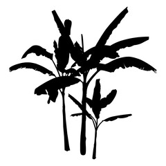 A set of black Banana Palm Trees isolated on a white background. Desert and tropical houseplants. 
