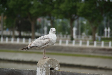 A pigeon perched on an urban pole, watching the city's movement under the daylight. Its curious...