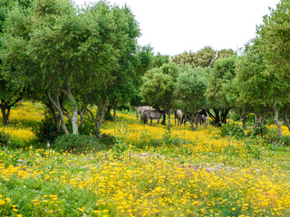 Flowers in spring bloom in a horse pasture