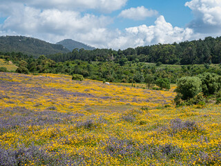 Flowers in spring bloom in a horse pasture