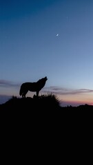 Silhouette of a Wolf Howling at a Crescent Moon Under a Starry Night Sky