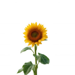 A vibrant sunflower with bright yellow petals and a dark center, showcasing its natural beauty against a white isolated background.