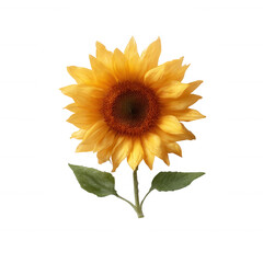 Fototapeta premium A vibrant sunflower with bright yellow petals and a rich brown center, showcasing its natural beauty against a white isolated background.