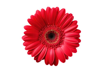 red gerbera daisy flower isolated on white or transparent png