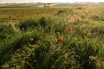Letni krajobraz z makami i górami o świcie, Śląsk Polska. 