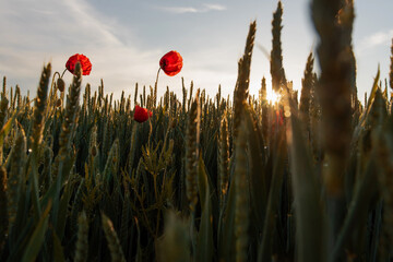 Czerwone maki polne na tle błękitnego nieba, sezon letni. 