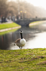 A Canada goose standing on the grassy bank of a calm canal in an urban park. Soft lighting and blurred background capture a peaceful moment in nature within a cityscape.