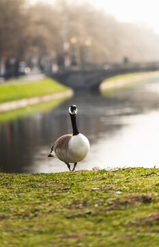 A Canada goose standing on the grassy bank of a calm canal in an urban park. Soft lighting and blurred background capture a peaceful moment in nature within a cityscape.