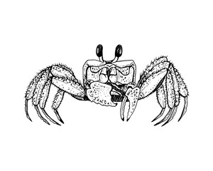 The highly detailed, black and white line drawing of a crab. Simple contour drawing, outline sketch. Hand drawn vector illustration isolated on white. Ideal for marine themed art label package.