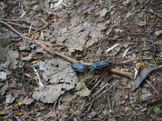 恋の季節のクロヒラタシデムシ