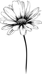 Black and white illustration of a daisy flower with detailed petals. Vector illustration