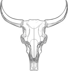 Line art of a bull skull with intricate details and symmetrical design. Vector illustration