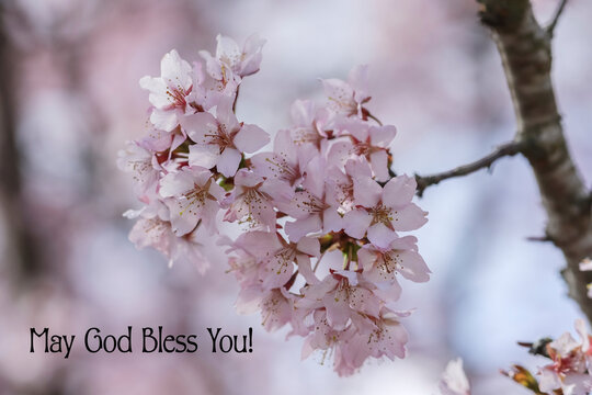 A beautiful spring photo of a fruit tree blooming in pink. Biblical text: May God Bless You! April and May are a time of abundant flowering in Finland.
