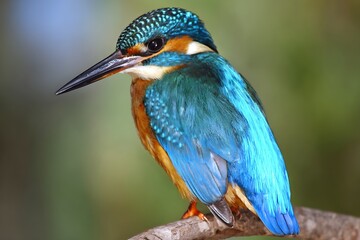 Vibrant kingfisher perched on a branch