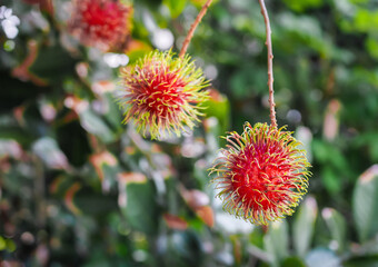 Close-up ripe rambutans on the tree in the garden.