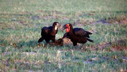 Southern gound hornbills foraging for food