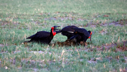 Southern gound hornbills foraging for food
