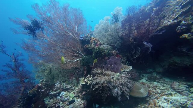 Sangalaki, Indonesia: Underwater point of view footage of a diver with soft coral in the Maratua in the Derawan islands in Indonesia Borneo, Kalimantan