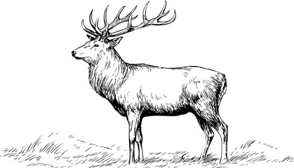 Detailed black and white illustration of a majestic stag in profile view. Vector illustration
