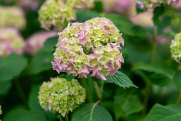 some hydrangeas light purple, Purple Hydrangea Flowers with Green Leaves Background