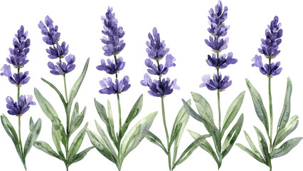 Fototapeta premium lavender 