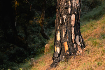 Burned pines after a forest fire. Black burned bark of pines in a woods. Summer forest fire
