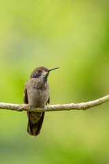 Brown Violet-ear, Colibri delphinae, with green background, animal in the nature habitat, Costa Rica. Wildlife in tropical forest.
