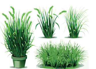 green grass in a pot vector
