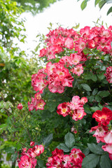 鮮やかなピンクの絞り模様のバラ