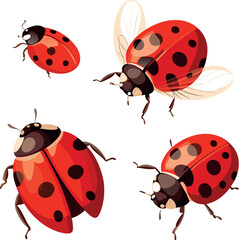 Obraz premium set of ladybird vector on white background