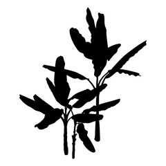 A set of black Banana Palm Trees isolated on a white background. Desert and tropical houseplants. 
