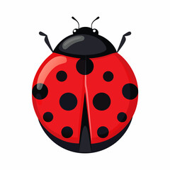 ladybug on white background
