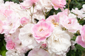 白にピンクをおびた満開のバラ